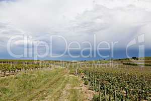 Weinberge in Rheinland Pfalz