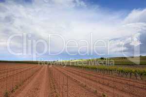 Weinberge in Rheinland Pfalz