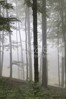 Nebel im Wald