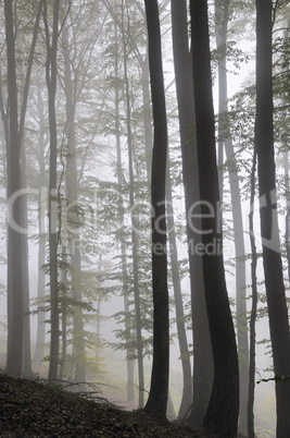 Nebel im Wald