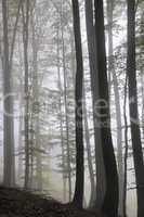 Nebel im Wald