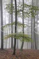 Nebel im Wald