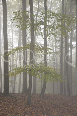 Nebel im Wald