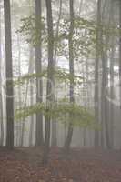 Nebel im Wald