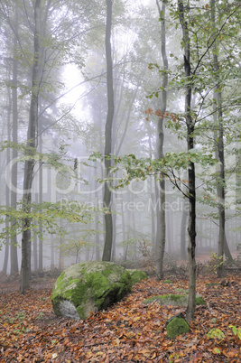 Felsen im Wald