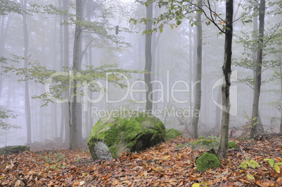 Felsen im Wald