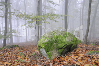 Felsen im Wald