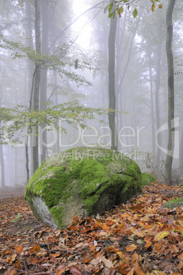 Felsen im Wald