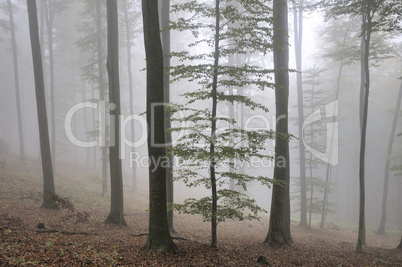 Nebel im Wald