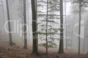 Nebel im Wald