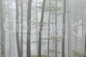 Nebel im Wald