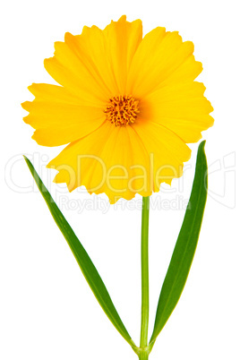 Coreopsis flowers - Latin Coreopsis ferulifolia, isolated on a w