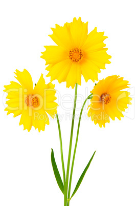 Coreopsis flowers - Latin Coreopsis ferulifolia, isolated on a w