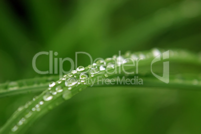 Water drops on grass