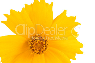 Coreopsis flowers - Latin Coreopsis ferulifolia, isolated on a w