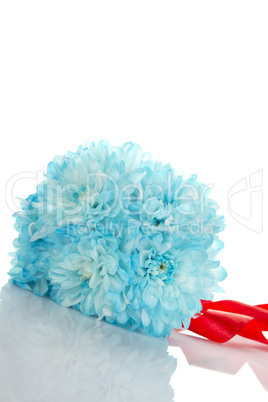 Blue chrysanthemums