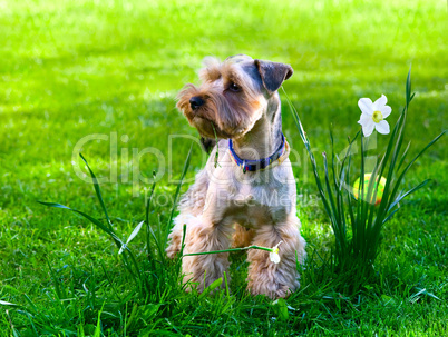 Yorkshire Terrier puppy on green grass