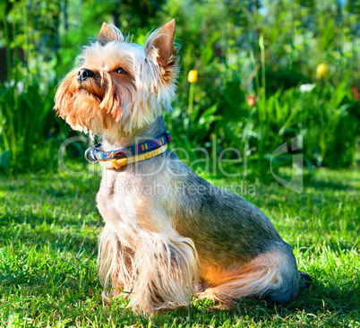 Yorkshire Terrier  on green grass