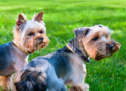Two Yorkshire terriers on the green grass