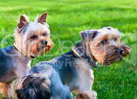 Two Yorkshire terriers on the green grass