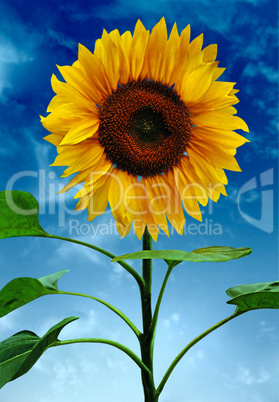 Sunflowers on a background of the sky