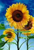 Sunflowers on background sky