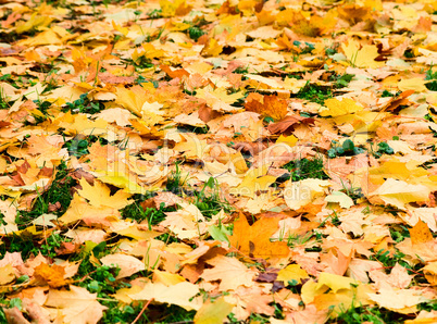 Falling leafs on forest grass. Autumn