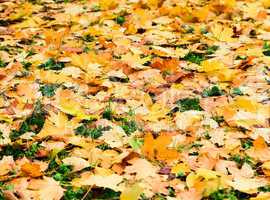 Falling leafs on forest grass. Autumn