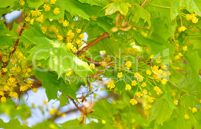 Blüten des Spitzahorn (Acer)