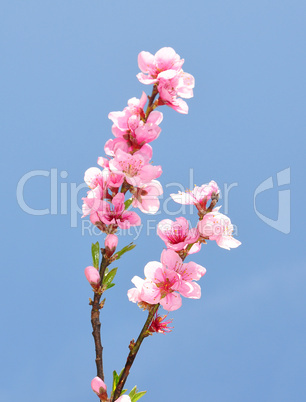 Pfirsich-Blüte (Prunus persica)