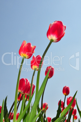 Rote Tulpen