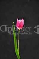 Rote Tulpe