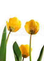 Gelbe Tulpen