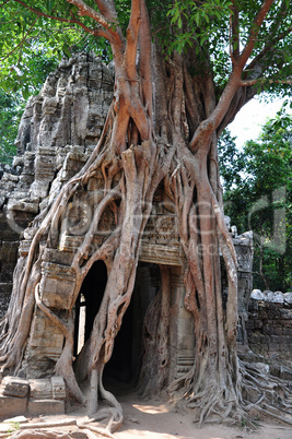 Landscape of Angkor, Cambodia