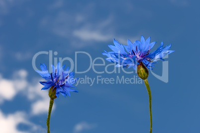 Two cornflowers