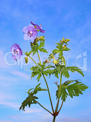 Wild blue flowers