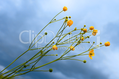 Wild yellow flowers