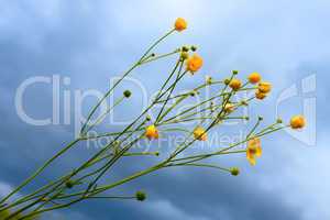 Wild yellow flowers