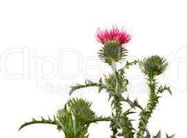 Thistle flower isolated