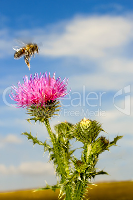 A bee over the thistle flower