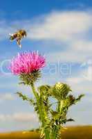 A bee over the thistle flower