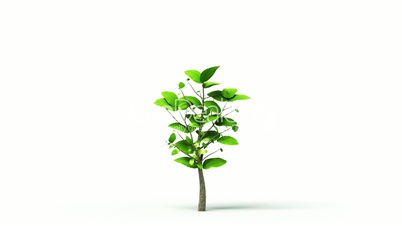 Growing tree