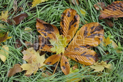 Herbstlaub