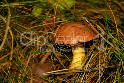 Slippery jack or Butter mushroom