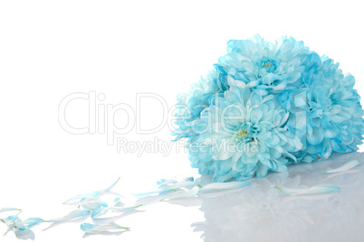 Blue chrysanthemums