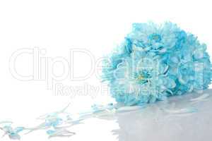 Blue chrysanthemums