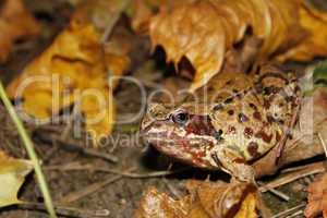 Meadows frog in the woods in autumn (II)