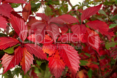 Red leaves of wild grapes