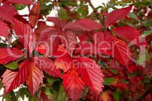 Red leaves of wild grapes