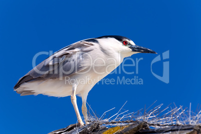 Adult Black-crowned Night Heron, Nycticorax nycticorax isolated